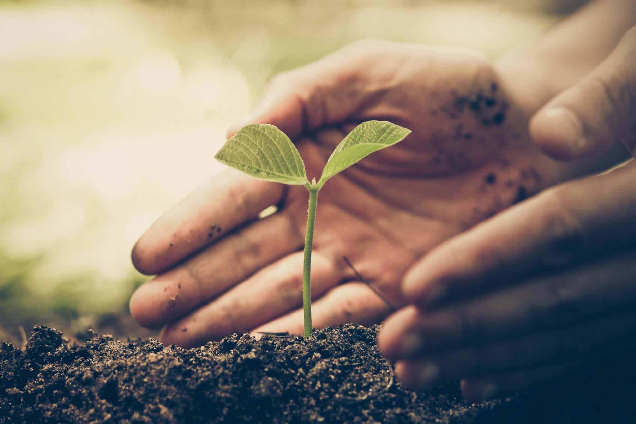 blog-plant