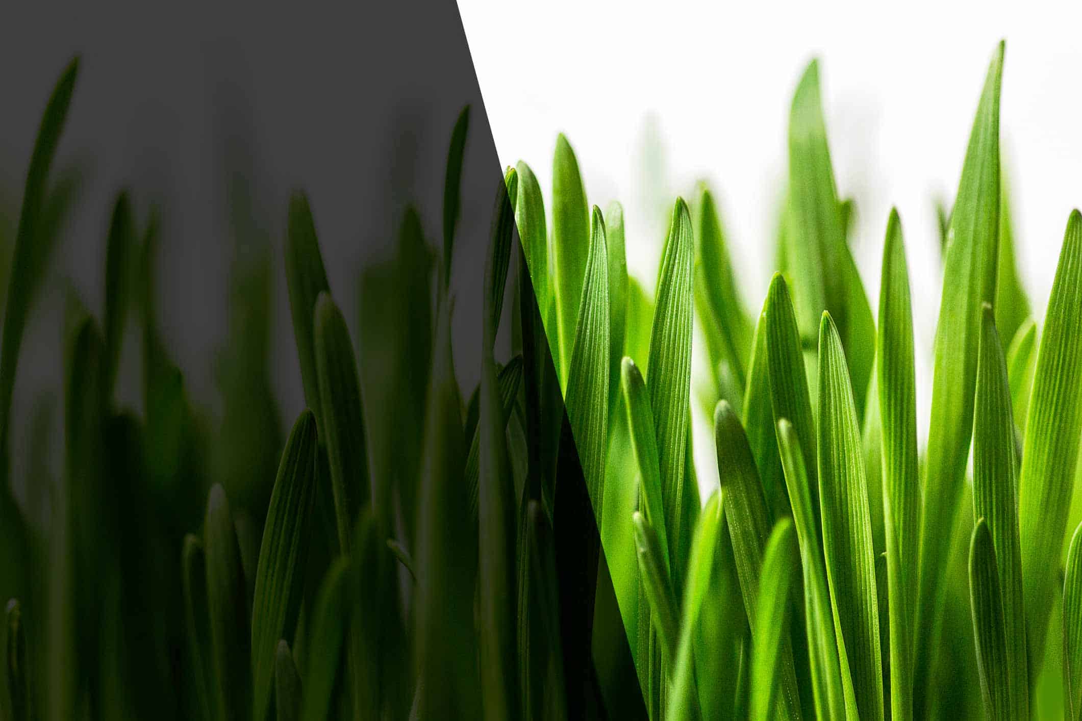 blog-grass